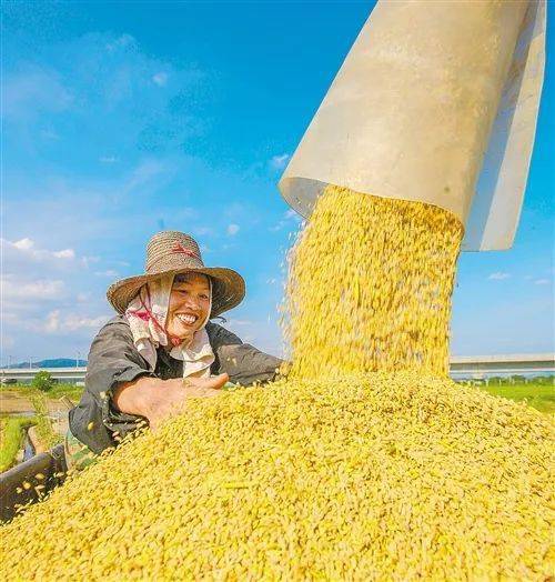 今年全国粮食产量1.43万亿斤，大国粮仓根基更稳，丰收答卷暖民心
