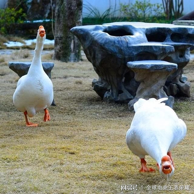 消失大鹅已找到！主人怒抽池水追凶，这场鹅口夺食闹剧里藏着最朴素的守护